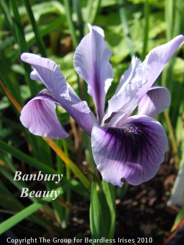 pci Banbury Beauty
